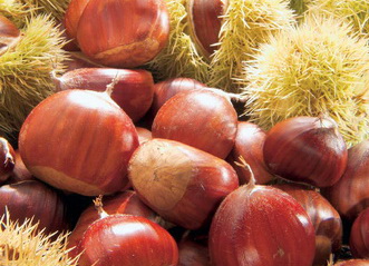 Sagra marrone biondo